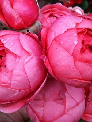 Саженцы розы Гарценпринцесс Мари-Хосе (Gartenprinzessin Marie-Jose) — питомник «Краса Роза»