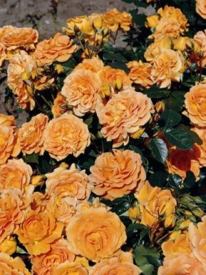 Саженцы розы Голдэлс (Goldelse) — питомник «Краса Роза»