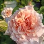 Доктор Герман Шульце-Делич (Dr. Hermann Schulze-Delitzsch)