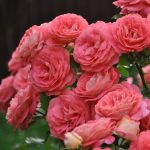 Саженец розы Зоммерзонне (Sommersonne) — вид