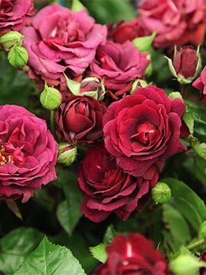 Саженцы розы Кети роуз (Katie's Rose) — питомник «Краса Роза»