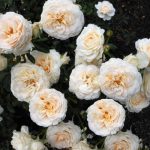 Саженец розы Крем Абиданс (Cream Abundance) — вид
