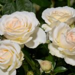 Саженец розы Крем Абиданс (Cream Abundance) — вид