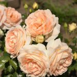Саженец розы Мария Антуанета (Marie Antoinette) — вид