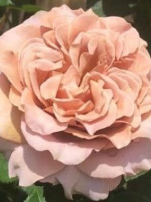 Саженцы розы Мокароза (Mokarosa) — питомник «Краса Роза»