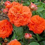 Саженец розы Оранжери (Orangerie)
