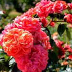 Саженец розы Оранжери (Orangerie) — вид