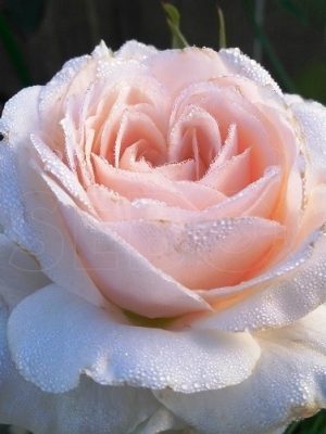 Саженцы розы Прайд Энд Пред Жудис (Pride and Prejudice) — питомник «Краса Роза»