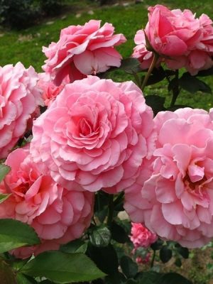 Саженцы розы Тиклед пинк (Tickled Pink) — питомник «Краса Роза»
