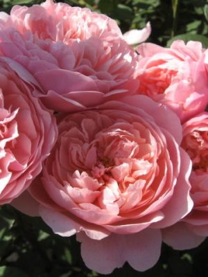 Саженцы розы Зе Алнвик Роуз (The Alnwick Rose) — питомник «Краса Роза»