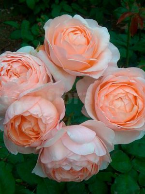 Эмбридж Роуз (Ambridge Rose)