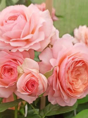 Саженцы розы Э Шропшир Лэд (A Shropshire Lad) — питомник «Краса Роза»