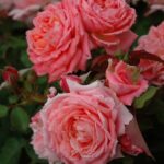 Флер эн Сен (Fleurs en Seine)