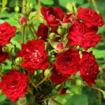 Саженец розы Ред Каскад (Red Cascade)