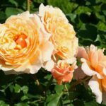Саженец розы Карамелла (Caramella) — вид