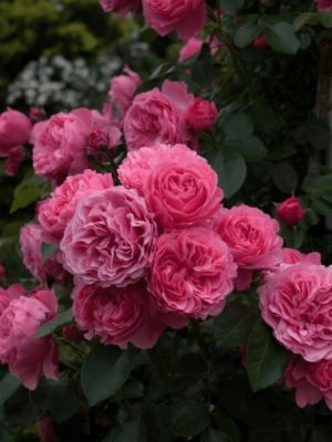 Саженцы розы Кольнер Флора (Kolner Flora) — питомник «Краса Роза»