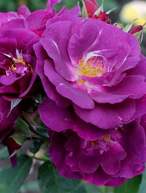 Рэпсоди энд Блю (Rhapsody in Blue)