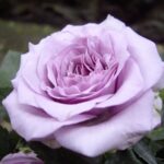 Саженец розы Сандра Ренессанс (Sandra Renaissance) — вид