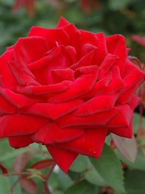 Кашмир (Kashmir)