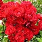 Саженец розы Хоуп фор Хьюменити (Hope for Humanity) — вид