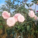 Саженец розы Штамб Абрахам Дерби 1,3 м. (Abraham Darby) — вид