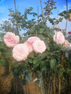 Саженцы розы Штамб Абрахам Дерби (Abraham Darby) 1,4 м. — питомник «Краса Роза»