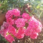Саженец розы Штамб Розариум Ютерсен 1,4 м. (Rosarium Uetersen)