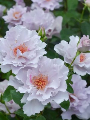 Саженцы розы Кутюр Роз Тилия  (Couture Rose Tilia) — питомник «Краса Роза»