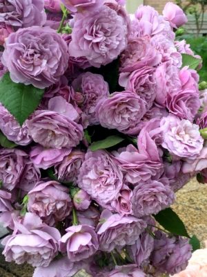 Саженцы розы Лавандер Букет (Lavender Bouquet) — питомник «Краса Роза»