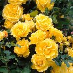 Саженец розы Дукат (Dukat) — вид