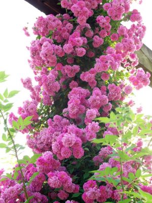 Саженцы розы Маннинктон Мов Рамблер (Mannington Mauve Rambler) — питомник «Краса Роза»
