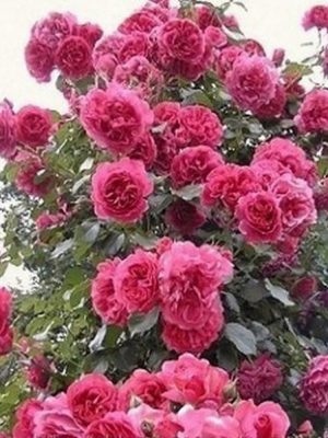 Саженцы розы Розариум Юстерсен (Rosarium Uetersen) — питомник «Краса Роза»