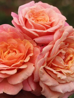 Саженцы розы Пич Мельба (Peach Melba) — питомник «Краса Роза»