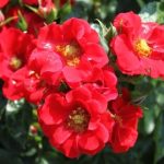Саженец розы Альпенгульхен (Alpenglühen) — вид