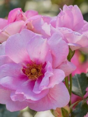 Ориента Магнолия (Orienta Magnolia)