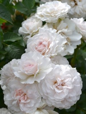 Саженцы розы Грейт Норс Истен Роуз (Great North Eastern Rose) — питомник «Краса Роза»