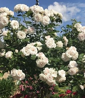 Саженцы розы Штамб Аспирин Роуз 1,3 м. (двойной штамб) (Aspirin Rose) — питомник «Краса Роза»