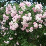 Саженец розы Штамб Буке Парфе 1,3 м. (Bouquet Parfait)