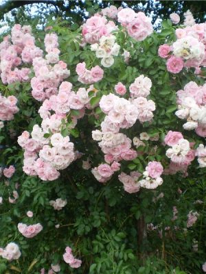 Саженцы розы Штамб Буке Парфе 1,3 м. (Bouquet Parfait) — питомник «Краса Роза»
