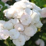 Саженец розы Штамб Буке Парфе 1,3 м. (Bouquet Parfait) — вид