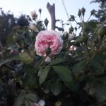 Саженец розы Штамб Лавли Меньян 1,3 м. (Lovely Meilland)