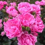 Саженец розы Штамб Ай Эм Грейтфулд 1,25 м. (I am Grateful) — вид