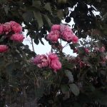 Саженец розы Штамб Аои 1,35 м. (Aoi)