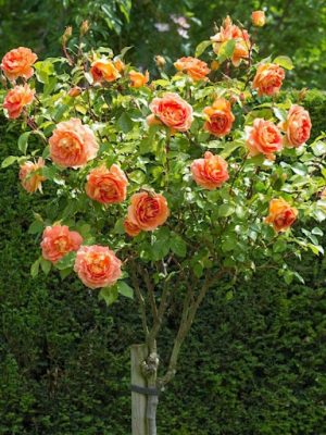 Саженцы розы Штамб Леди оф Шалот 1,35 м. (Lady of Shalott) — питомник «Краса Роза»