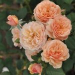Саженец розы Штамб Наталья Фраела 1,5 м. (Natalija Frayla) — вид