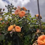 Штамб Бесси 1,2 м. (Bessy)