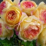 Саженец розы Штамб Розамон Жанон 1,3 м. (Rosomane Janon) — вид