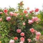 Саженец розы Штамб Абрахам Дерби 1,35 м. (Abraham Darby) — вид