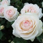 Саженец розы Штамб Пале Рояль 1,3 м. (Palais Royal) — вид