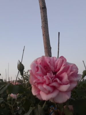 Саженцы розы Штамб Ютерсен Розенпринцессин 1,35 м (двойной) (Uetersens Rosenprinzessin) — питомник «Краса Роза»